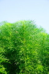 Dill (Dill), a vegetable basket in the Redruth coriander eat much of the Northeast. And neighboring Laos It is the source of the name The most popular species used to cook soup. And steamed into the m