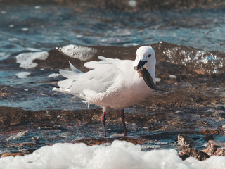 Gaviota comiéndose un pez
