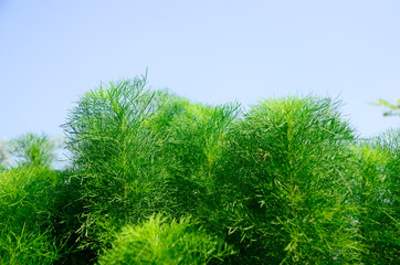 Dill (Dill), a vegetable basket in the Redruth coriander eat much of the Northeast. And neighboring Laos It is the source of the name The most popular species used to cook soup. And steamed into the m
