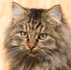 Portrait of a furry cat Maine Coon