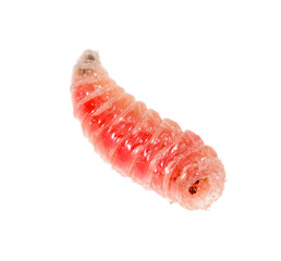 red worm of maggots on a white background