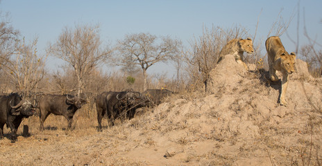 A horizontal, colour photograph of two lionesses, Panthera leo, retreating from a herd of Cape buffalo, Syncerus caffer, in the Greater Kruger Transfrontier Park, South Africa.