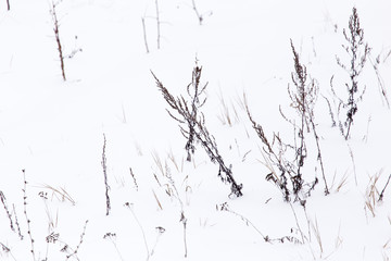 Dry grass in snow on nature in winter