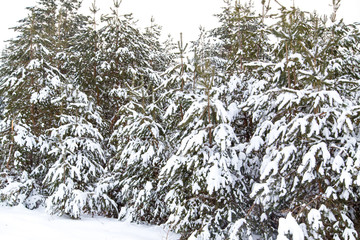 Coniferous trees in snow on nature in winter
