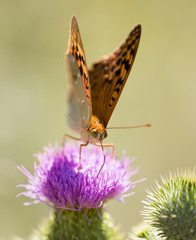 Beautiful butterfly in the wild on a plant