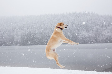 Golden Retriever playing outside in the snow. Taken near Squamish and Whistler, North of Vancouver, British Columbia, Canada.