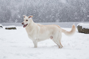 Big white dog standing in the snow. Taken in Squamish, British Columbia, Canada.