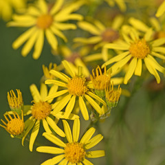 Jakobs-Greiskraut, Senecio jacobaea, Jakobskraut