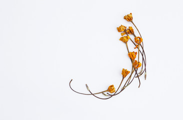 Yellow dry flower arrange on white background, card background concept