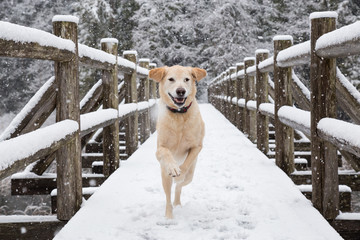 Golden Retriever outside in the snow. Taken in Brohm Lake, near Squamish and Whistler, North of...