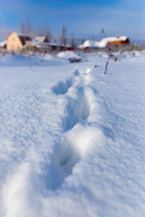 Fototapeta na wymiar Footprints of the beast on the snow in winter