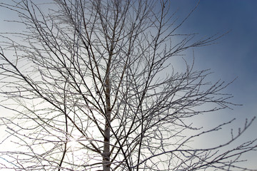 White birch branches in winter against a blue sky
