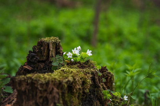 The first spring flowers in the forest.