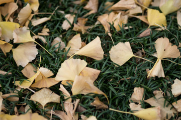 Fallen leaves on the ground on the famous Genko Avenue with beautiful trees that have turned yellow in the autumn season in Meiji Jingu Gaien Park