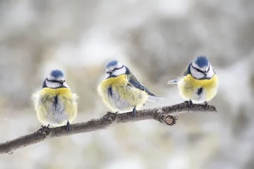 Fototapeten Drei eurasische Blaumeisen (Cyanistes caeruleus) sitzen zusammen auf einem Ast im Wind, der kleine Singvogel wird auch Meise oder Meise genannt, Kopienraum © Maren Winter
