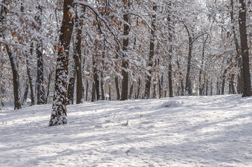 Natural forest snow winter season travel background park