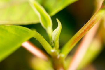 Young leaves on an indoor plant