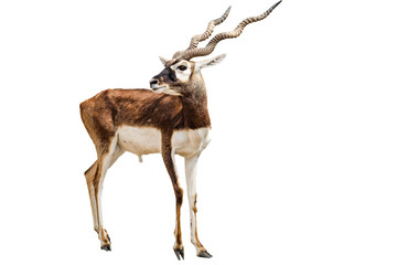 Blackbuck on a white background.