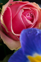 Fototapeta na wymiar pink rose in a bouquet, close-up