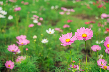 The colorful of Pink Cosmos Flower in the garden.
