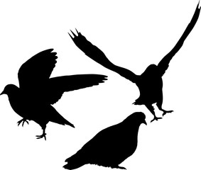 three pigeons black isolated silhouettes