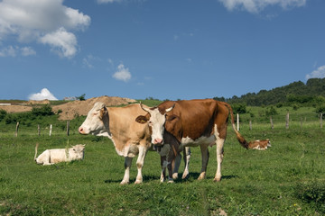 Milk cows on pastures