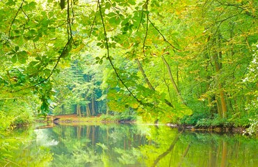 Blick über das Flüsschen Böhme im Sommer, Wald, Niedersachsen, Deutschland, Europa