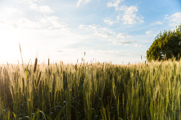 growing cereals in the field. sunset landscape