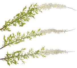 spring isolated three branches with small white blooms