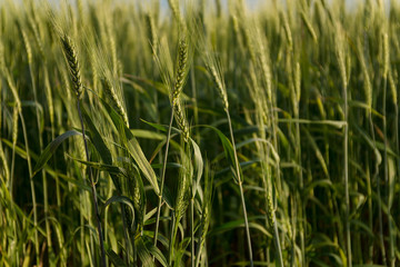 growing green spikelets in the field