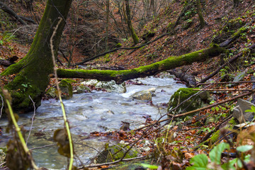 Creek in the wooded forest trees