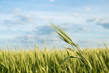 Obraz premium growing green spikelets in the field