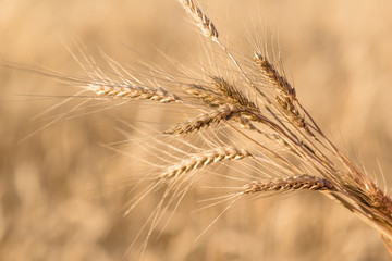 Ripe wheat in the field closeup