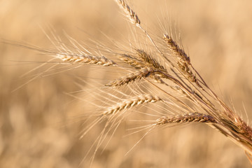 Obraz premium Ripe wheat in the field closeup
