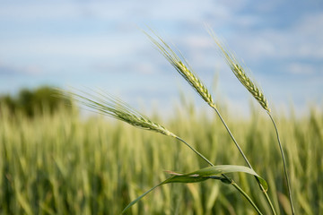 growing green spikelets in the field