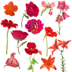 collection of twelve red flowers isolated on white