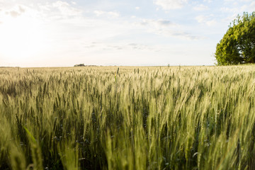 growing cereals in the field