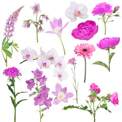 Obraz na płótnie Canvas set of fourteen pink color flowers isolated on white