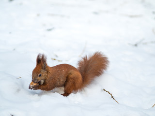 A Eurasian red squirrel playing in the snow in Lviv, Ukraine
