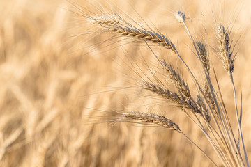 Ripe wheat in the field closeup