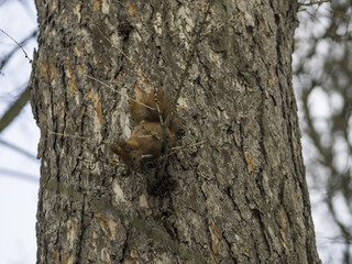 Obraz premium A Eurasian red squirrel playing in the snow in Lviv, Ukraine