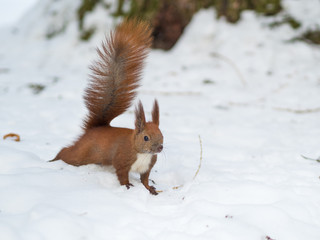 A Eurasian red squirrel playing in the snow in Lviv, Ukraine