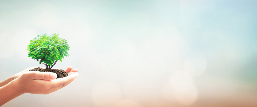 World environment day concept: Human hands holding heart shape of tree over blurred nature background - Powered by Adobe