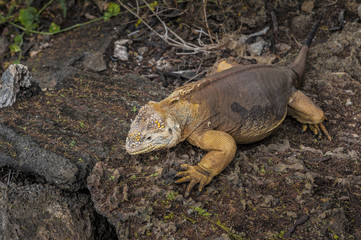 isole galapagos-ecuador
