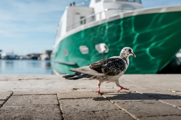 Pigeon en gros plan marchant sur le port