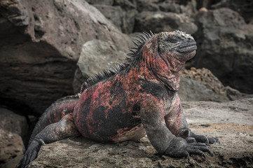 isole galapagos-ecuador