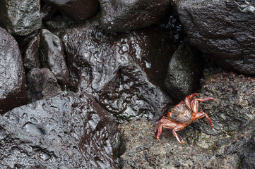 isole galapagos-ecuador