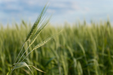 growing green spikelets in the field