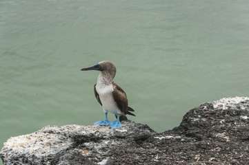 isole galapagos-ecuador
