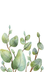  Watercolour green eucalyptus card on white background.